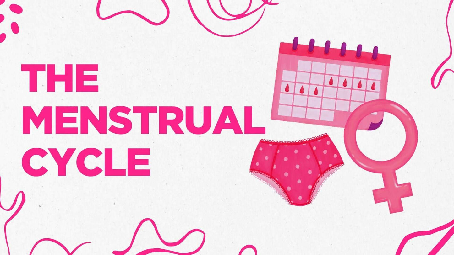 The menstrual period cycle, image for blog post by BeaVida