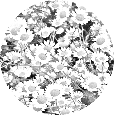 black and white image of the BeaVida women's tea ingredient camomile