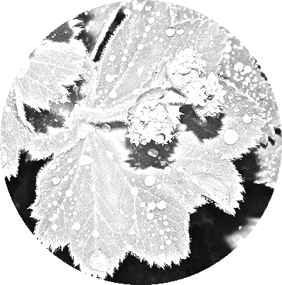 black and white image of the BeaVida menstruation tea ingredient lady's mantle