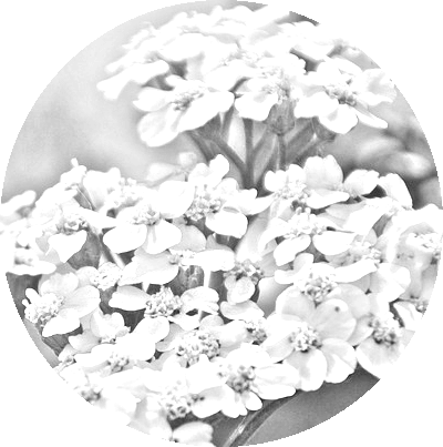 black and white image of the BeaVida period pain tea ingredient yarrow